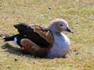 Orinoco Goose (WWT Slimbridge April 2013) - pic by Nigel Key